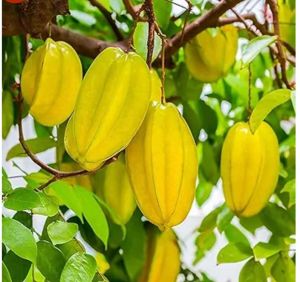 star fruit carambola