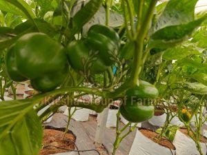 Fresh Green Capsicum