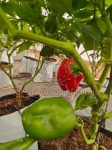 Fresh Red Capsicum