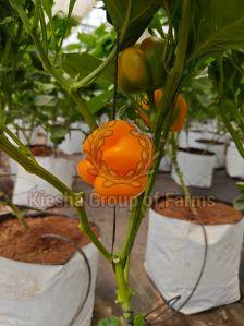Fresh Yellow Capsicum