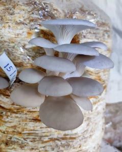 Oyster Mushroom