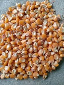 Animal Feed Yellow Maize Seeds
