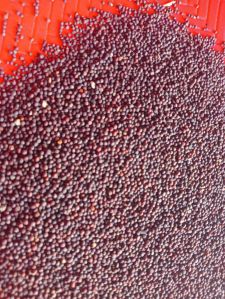 Black Mustard Seeds