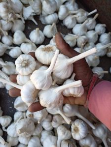 Fresh White Garlic