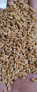 Grade 1 Wheat Grain