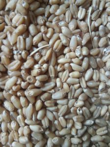 Grade 2 Wheat Grain