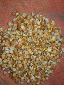 Rejected Maize Seeds