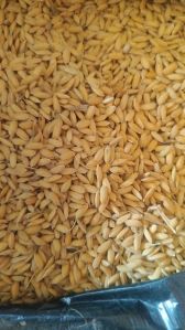 Swarna Paddy Rice