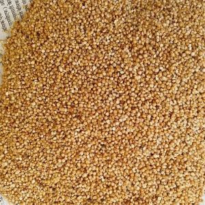 Kodo Millet Seeds