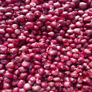 Small Fresh Red Onion
