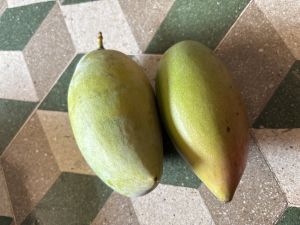 Totapuri Mango