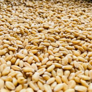 Hi 1650 Wheat Seeds