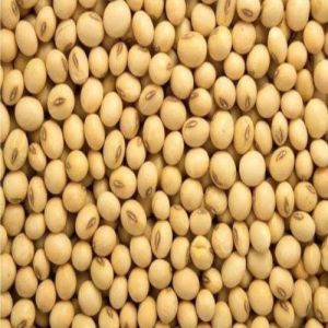 Js 2172 Soybean