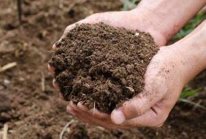 Organic Cow Dung Manure