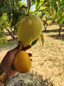 Fresh Banganapalli Mango