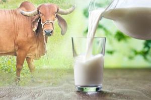 A2 Pure Gir Cow Milk