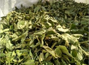 A Grade Dry Curry Leaves