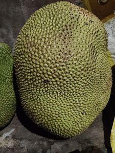 Jackfruit