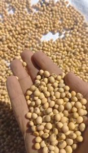 Soya Bean Seeds