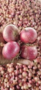 Fresh Pink Onion