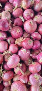 Fresh Red Onion