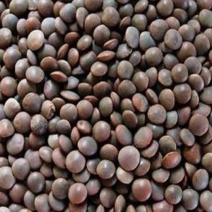 Black Masoor Dal