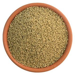 Browntop Millet