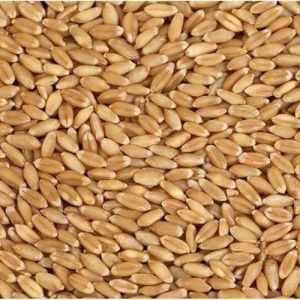 Organic Wheat