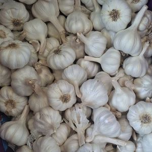 Fresh White Whole Garlic
