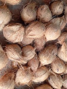 Coconut