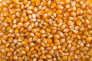 Yellow Maize Seeds