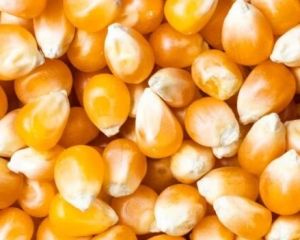 Maize (Yellow Corn)
