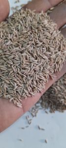 Cummins Seeds