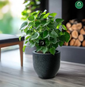 Plant Sphere Unbreakable Plastic Pot