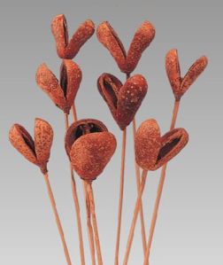 Natural Dried Exotic Benzo Fruit On Stem