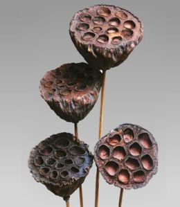Natural Dried Exotic Lotus Medium On Stem