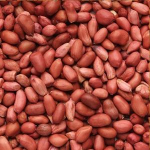 Groundnut