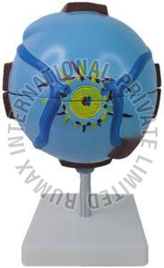 Artificial Model Eye