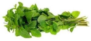 Fresh Mint Leaves
