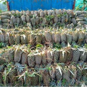Fresh Pineapple