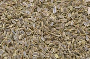 Dill Seeds