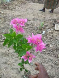 Bougainvillea Plant Hybrid