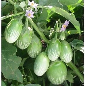 Grafted Brinjal Plant