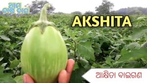 Grafted Brinjal Plant