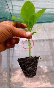 Grafted Brinjal Plant
