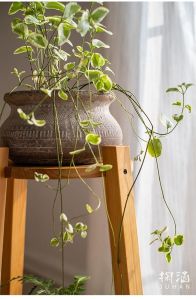 23 Cm Indoor Plant Holder Pot
