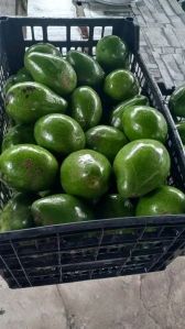 Avocado Fruits