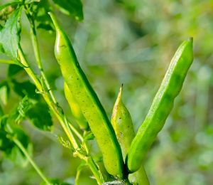 Guar Gum