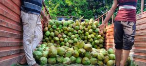 Green Tender Coconut