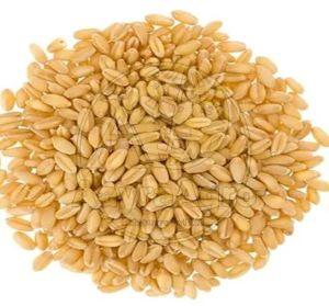 A Grade Wheat Grain